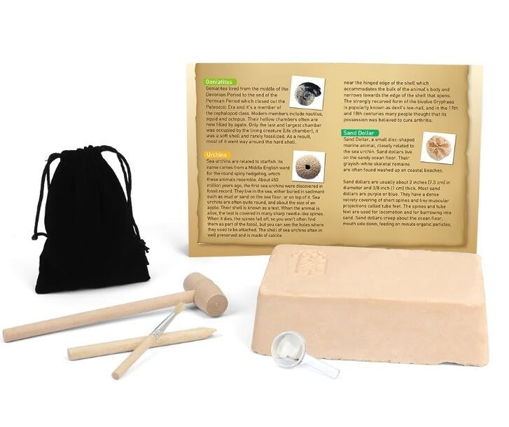 Dinosaur Bone Fossil Dig Kits